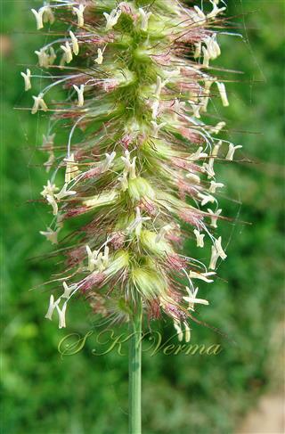  Inflorescence - a part